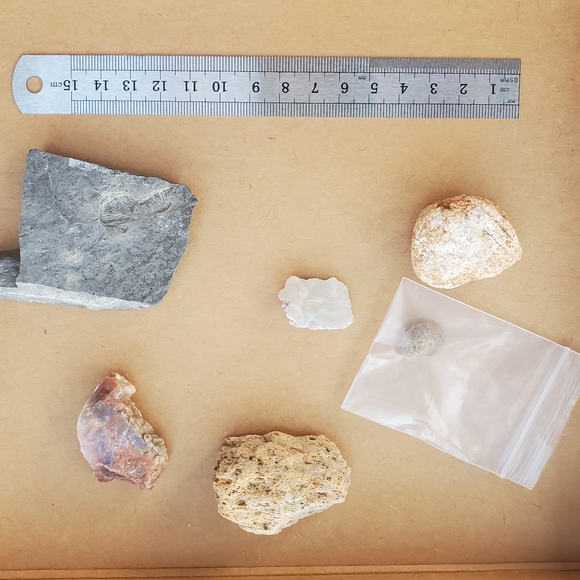 🦣FOSSILS FOR KIDS🦖 - Picture 5 of 14